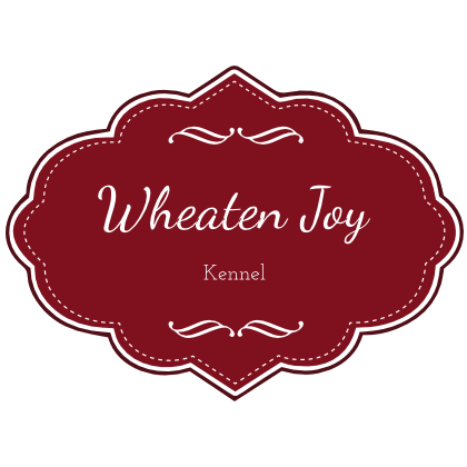 Wheaten Joy