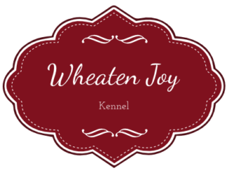 Wheaten Joy